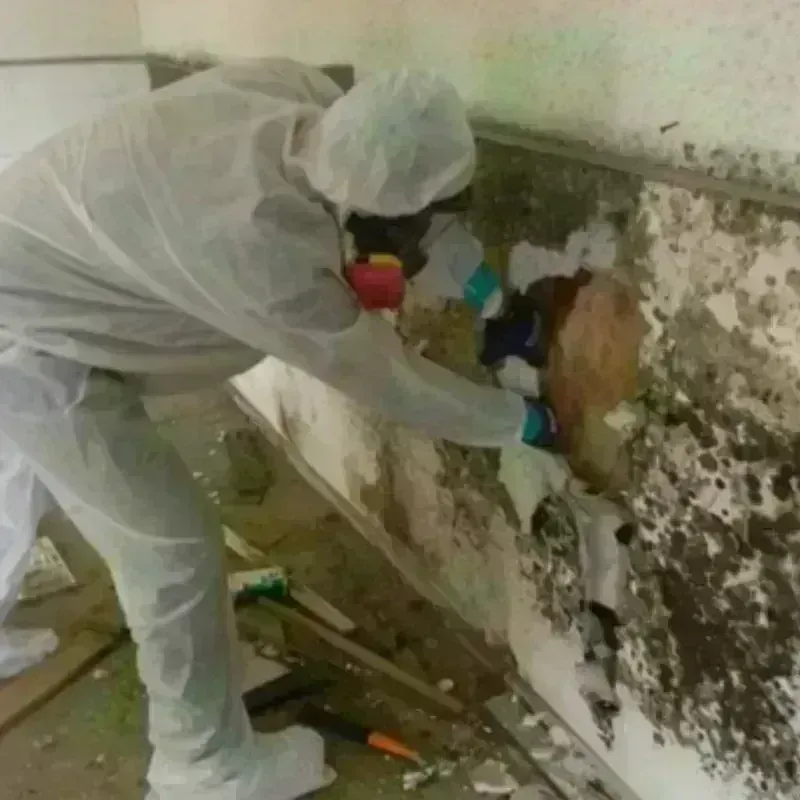 Mold Remediation and Removal in Ransom Canyon, TX